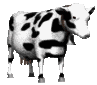 Vache noir é blan