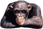 Clin d'oeil d'un singe